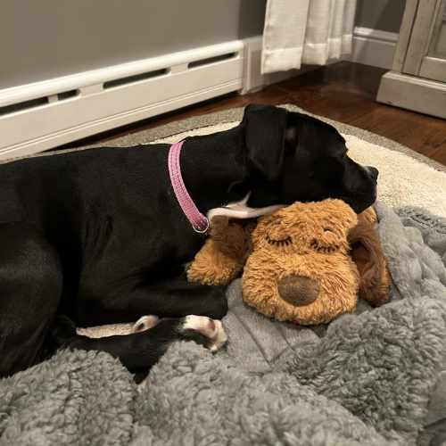 Heartbeat Calming Plush