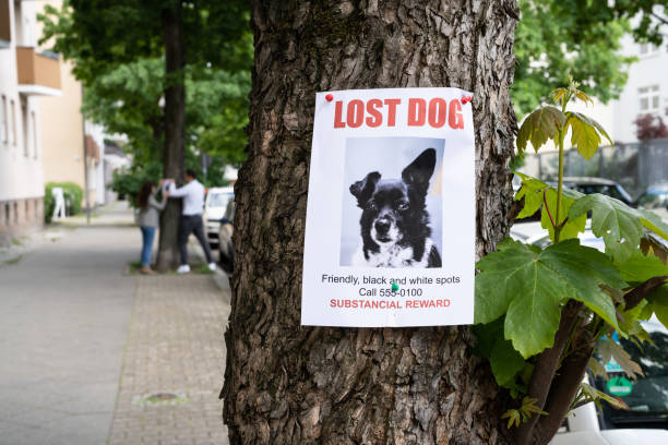 Lost dog poster on a tree