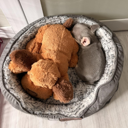 Heartbeat Calming Plush